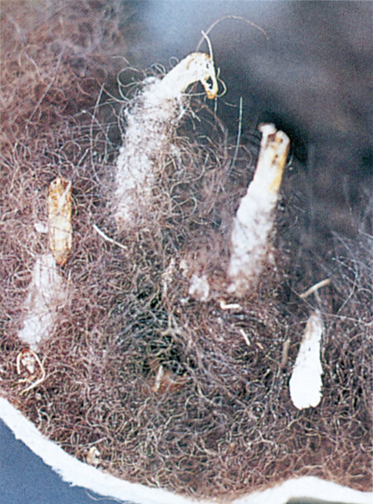 Pupae and skins after tapestry moth
