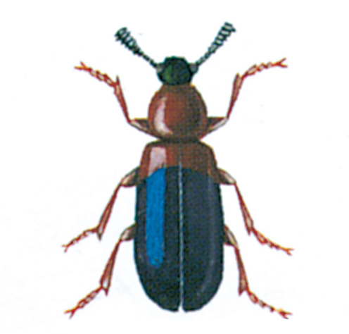 Red-breasted copra beetle