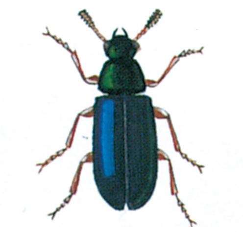 Red-legged copra beetle