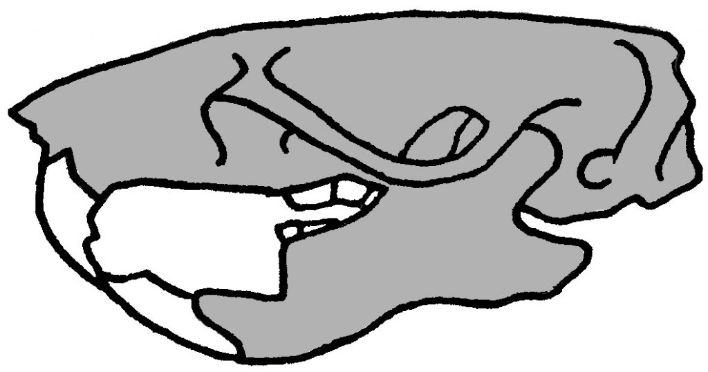 Rodent skull