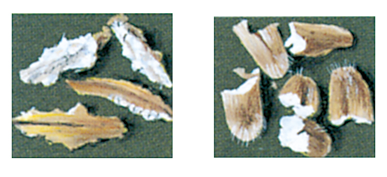 See the difference between rats and mice in grain