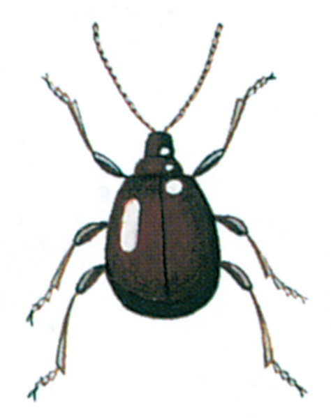 Shiny spider beetle