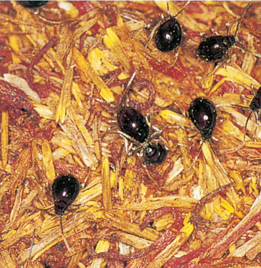 Shiny spider beetles in saffron