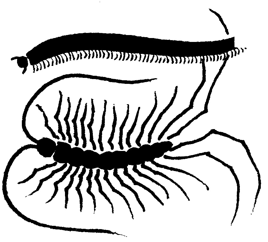 Silhouette of millipede and centipede - Pests in House and Home - Page 13