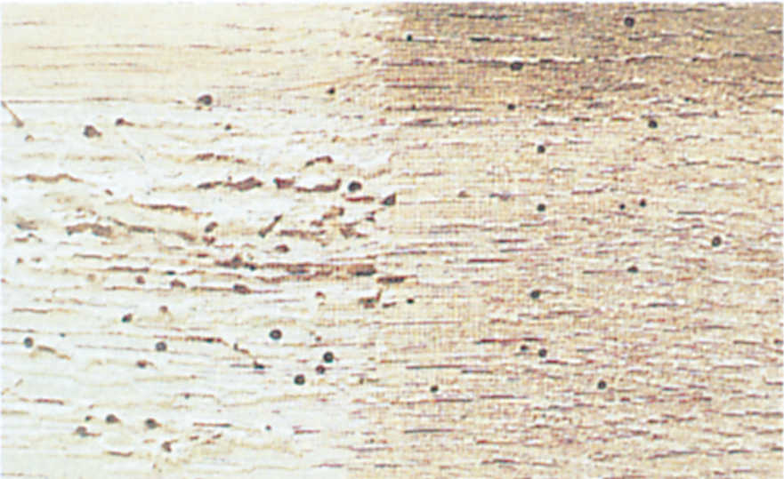 Wood infested by powder post beetle