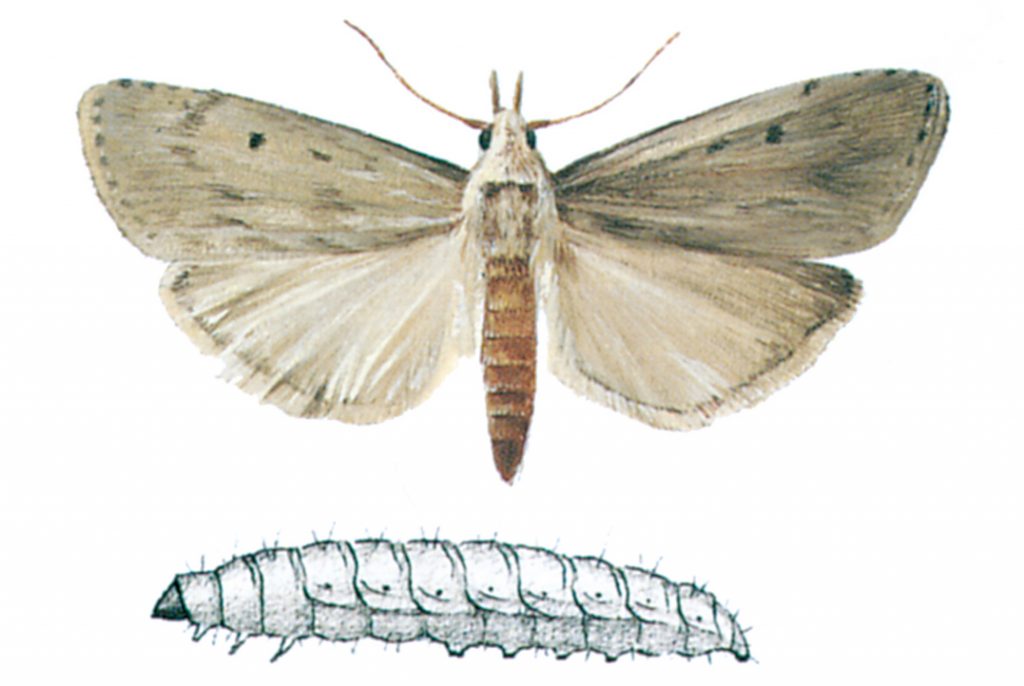 Bee moth, Aphomia sociella