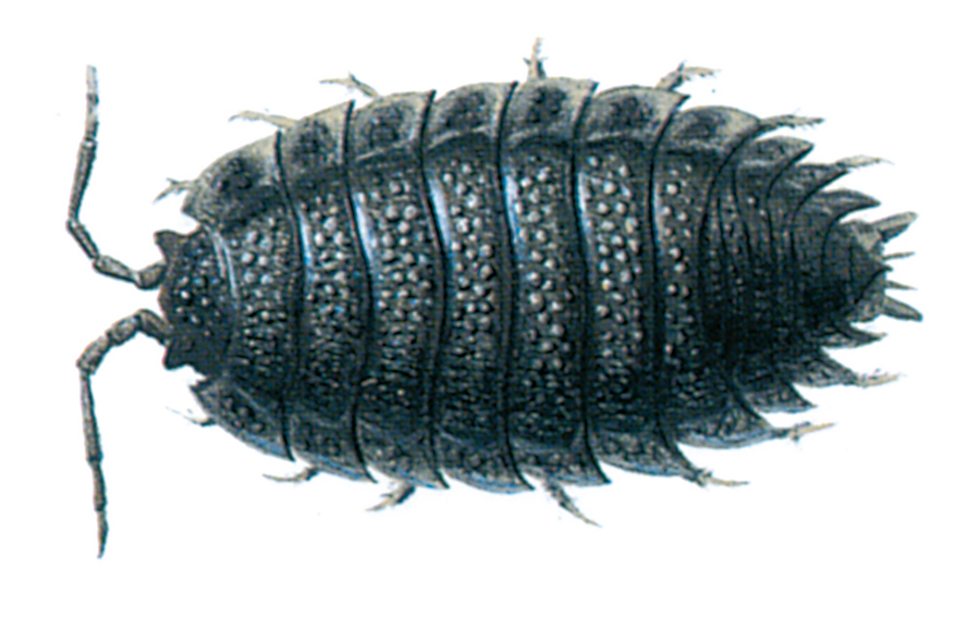 Blue woodlouse