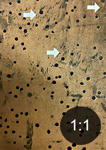 Chalcids' exit holes in timber close to furniture beetle's