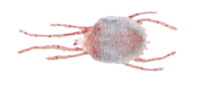 Clover mite