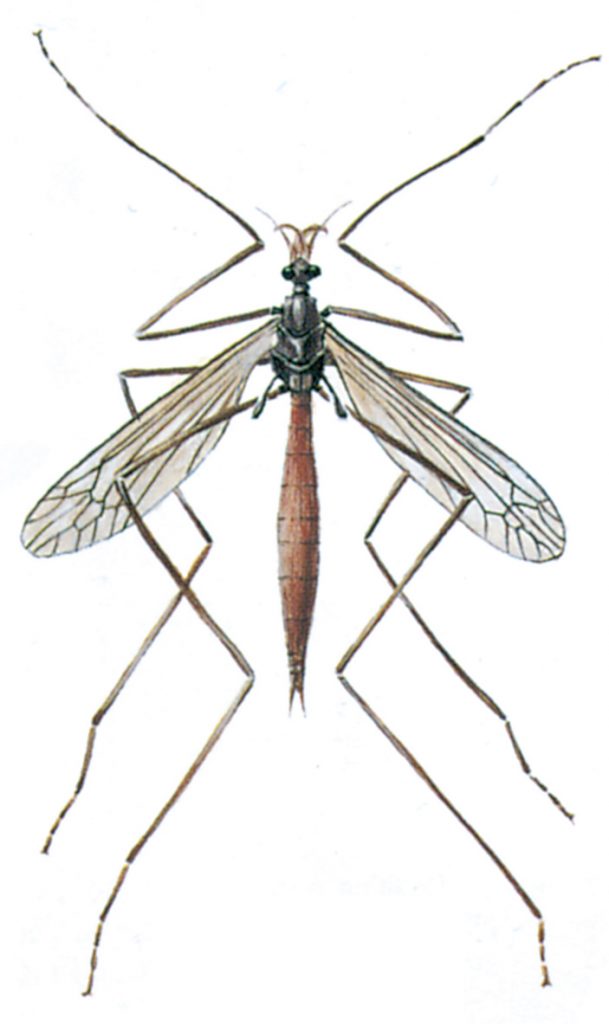 Cranefly