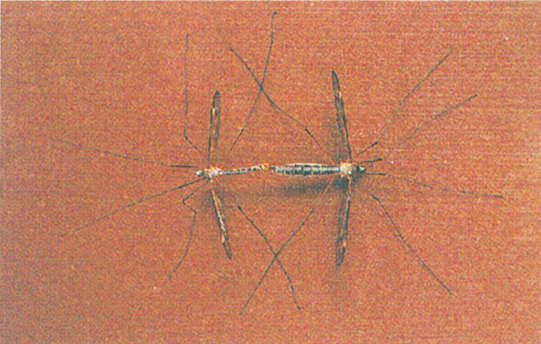 Craneflies maiting on wall