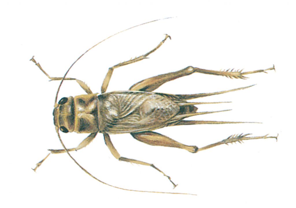 House cricket
