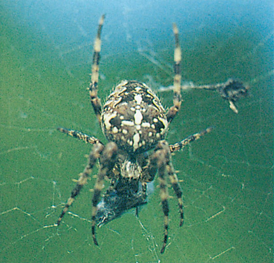 Cross spider in elegant orb web