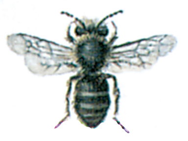Davies's Colletes