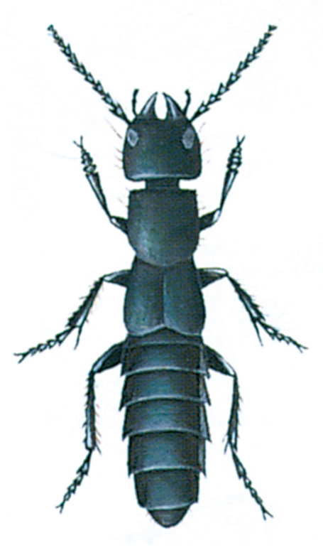 Devil's coach horse beetle