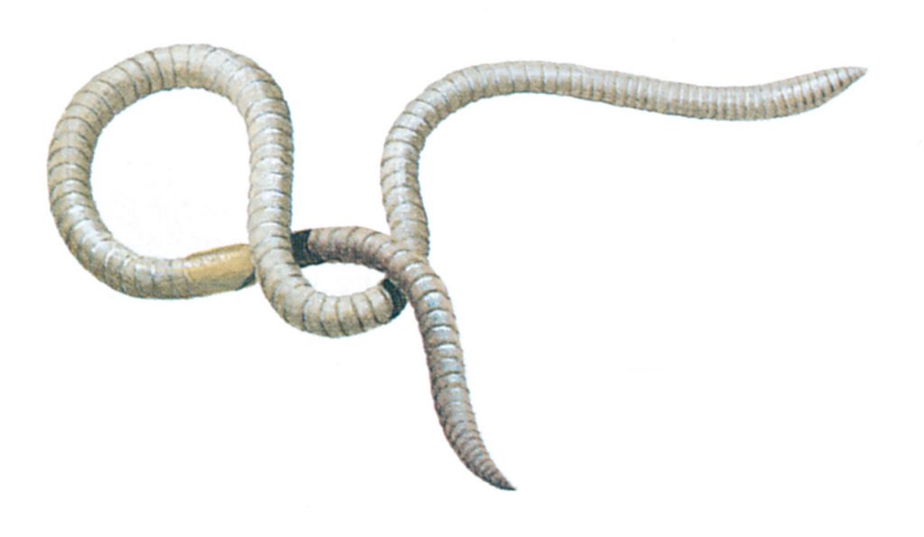 Earthworm