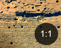 Ernobius Mollis exit holes in timber - Pests in House and Home - Page 114