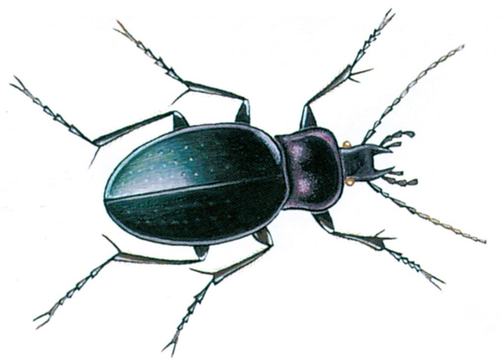 European ground beetle