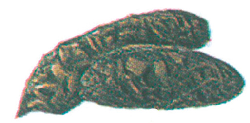 Excrements from brown rat