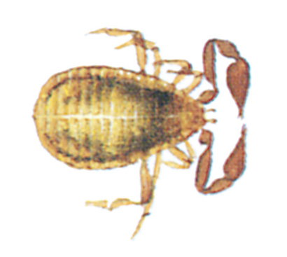 False scorpion, Pseudoscorpion, Chelifer cancroides