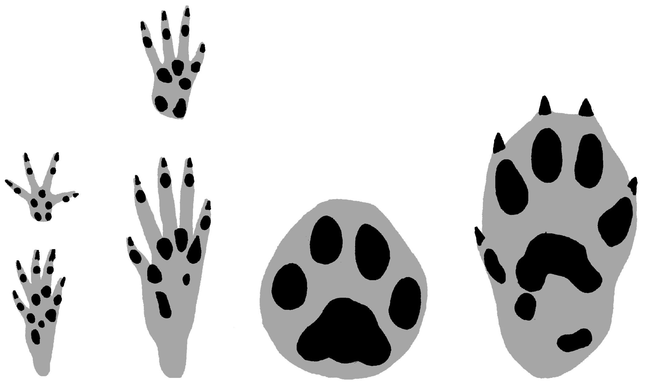 Footprints from pests