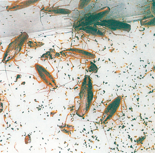 German cockroach excrement everywhere