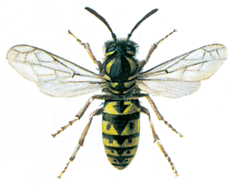 German wasp