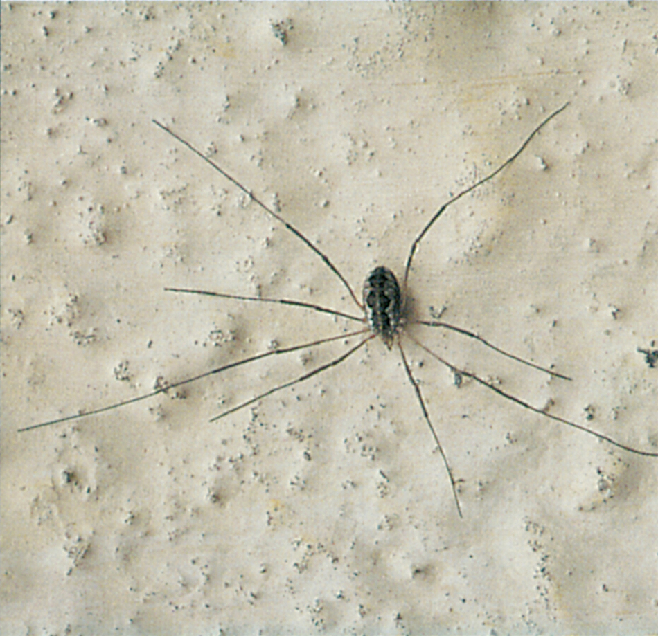 Harvestman on cellar wall
