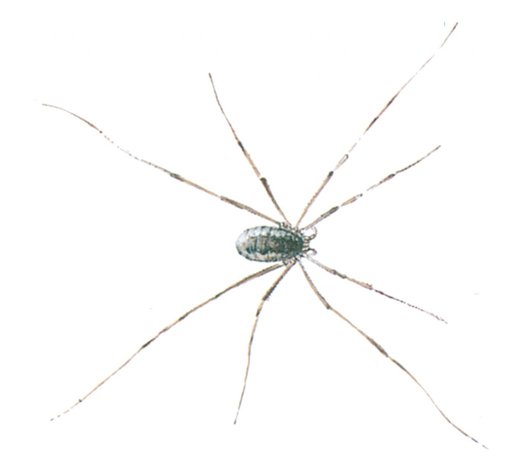 Harvestmen, Phalangium opilio