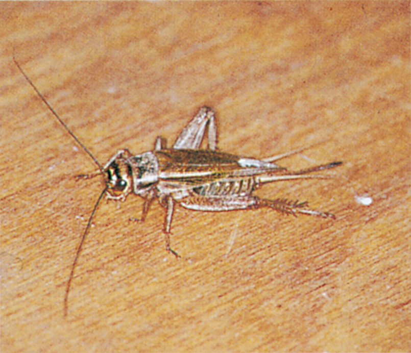 House cricket, female with ovipositor