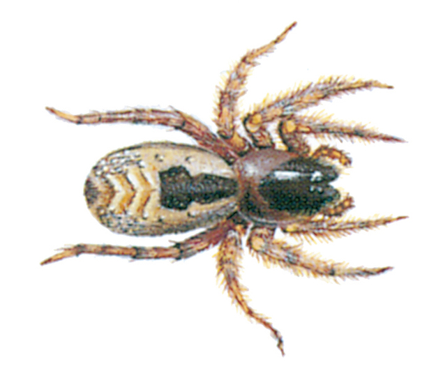 Lace webbed spider, Ciciflo fenestralis