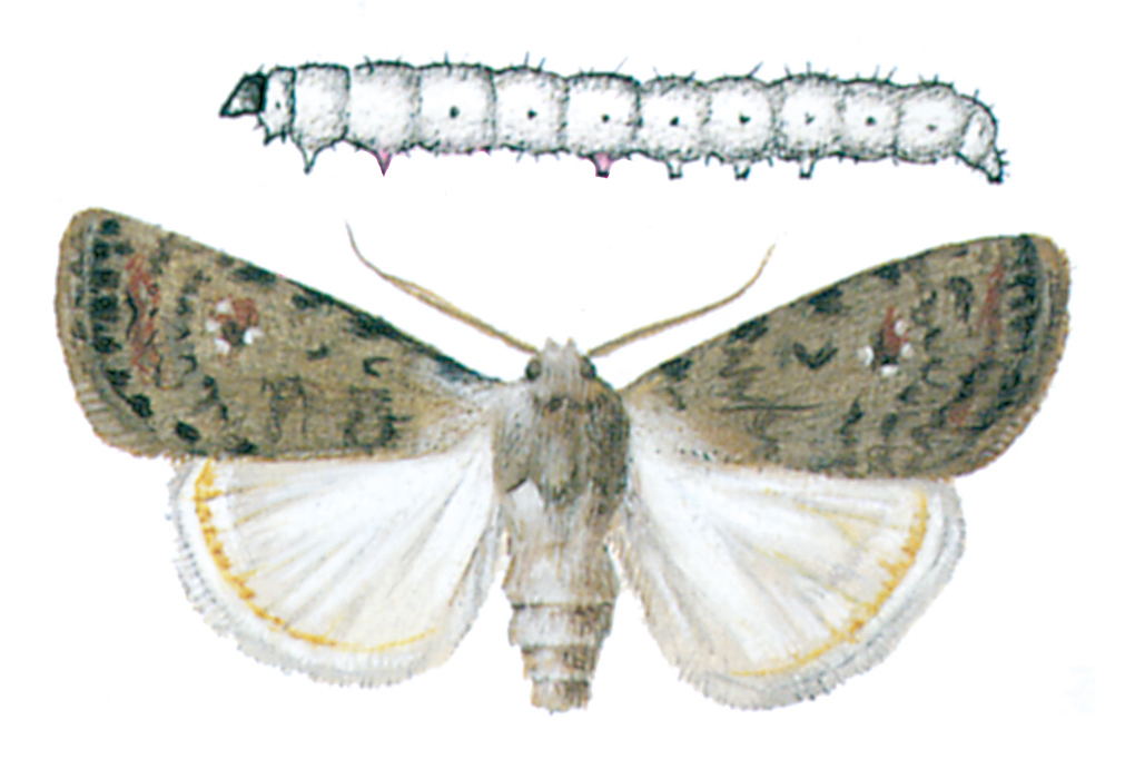 Pale mottled willow, Caredrina clavipalpis