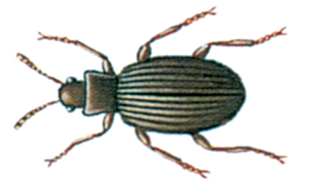 Plaster beetle, female
