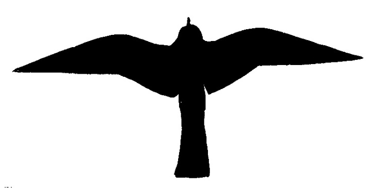Silhouette of kestrel