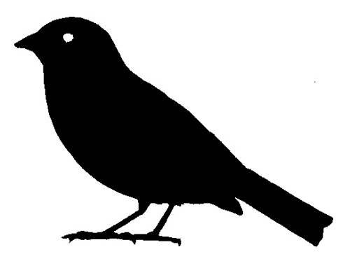 Silhouette of sparrow