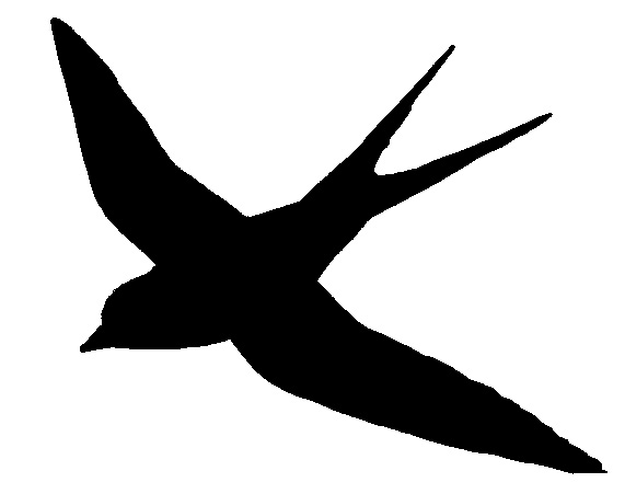 Silhouette of swallow
