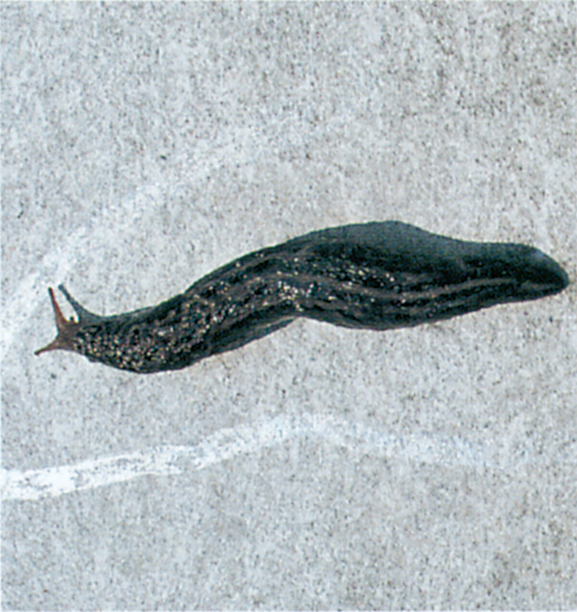 Slime trail after Great slug on wall