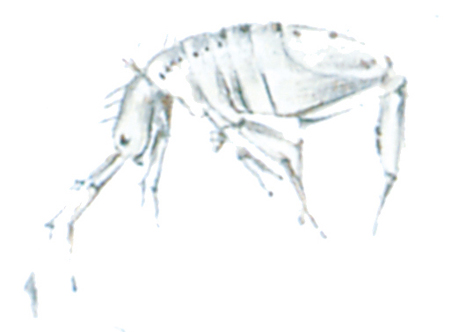 Springtail