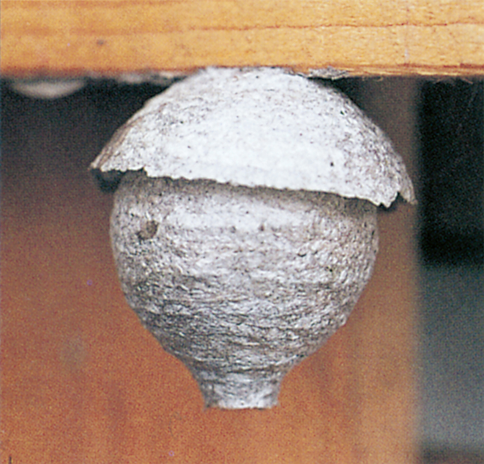 The wasp queen builds the first nest herself