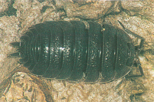 Woodlouse