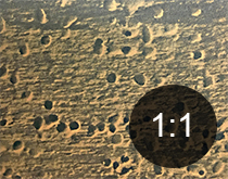 Australian spider beetle exit-holes in timber