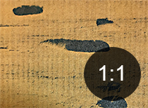 Criocephalus rusticus exit-holes in timber