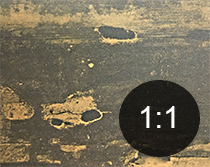 Wharfborer exit-holes in timber